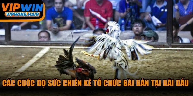 Các cuộc đọ sức chiến kê tổ chức bài bản tại bãi đấu chuyên biệt