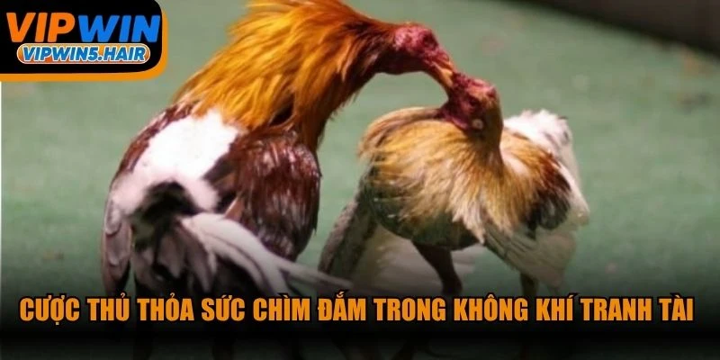 Cược thủ thỏa sức chìm đắm trong không khí tranh tài nghẹt thở