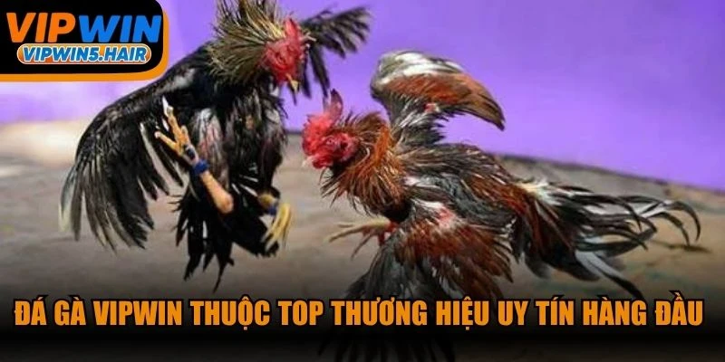 Đá gà VIPWIN thuộc top thương hiệu uy tín hàng đầu thị trường